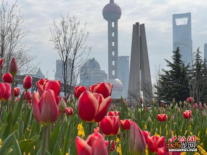 春日限定景色！各地百花绽放