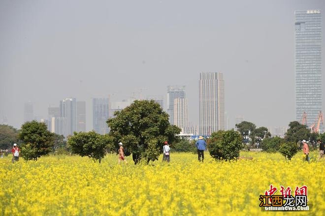 春日限定景色！各地百花绽放