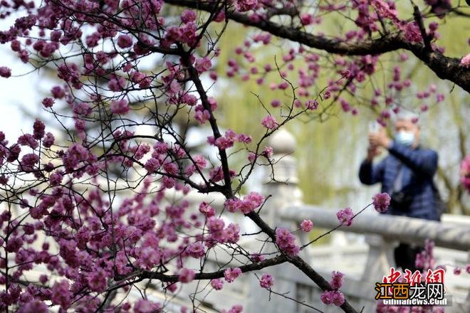 春日限定景色！各地百花绽放