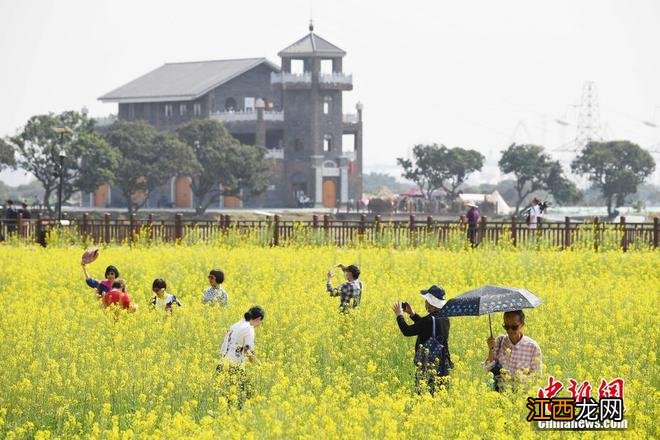 春日限定景色！各地百花绽放