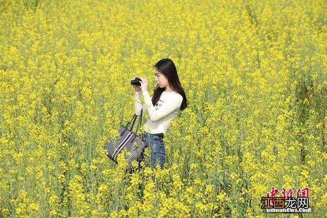 春日限定景色！各地百花绽放