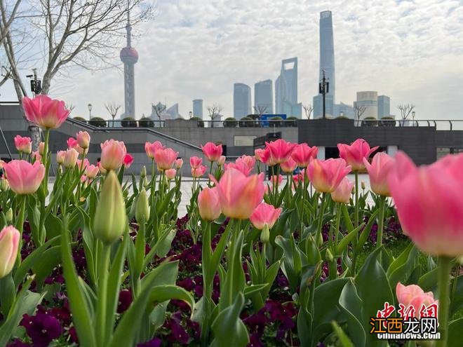 春日限定景色！各地百花绽放