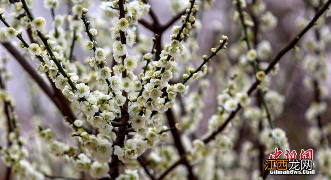 春日限定景色！各地百花绽放