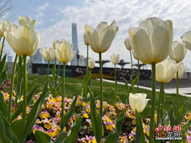 春日限定景色！各地百花绽放