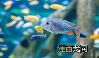 最近家里养什么鱼好运气好 最近家里养什么鱼好运气好呢