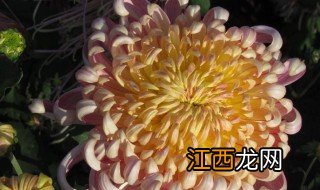 2019年小榄菊花会门票价格 各种内容分享