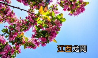 什么花可以辟邪转运 什么花能辟邪