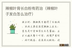 辣椒叶子发白怎么治疗 辣椒叶背长白粉有药治