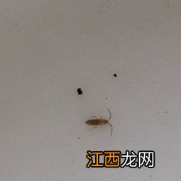 家中小飞虫 如何消灭