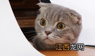 猫咪名字简单气质 猫咪名字简单气质可爱