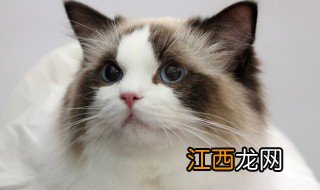 猫咪名字简单气质可爱男 猫咪名字简单气质可爱