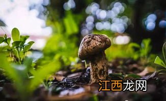 松茸如何保存效果最好