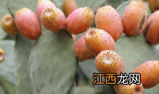 吃仙人掌果的禁忌，吃仙人掌果的禁忌和副作用