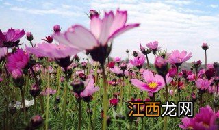 南宁格桑花在哪里有 500亩格桑花海已开