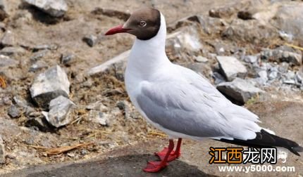 贼鸥——强悍的偷食者 海鸥与偷猎者