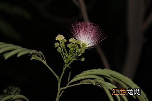 桃花诺歌词 一寸土一年木 一花一树一贪图