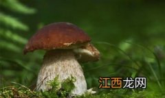 牛肝菌泡多久才最佳-干牛肝菌泡发掉色正常吗