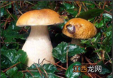 牛肝菌泡多久才最佳-干牛肝菌泡发掉色正常吗