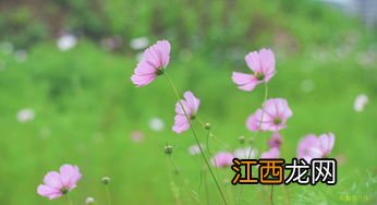 格桑花开原唱 你要去听听吗