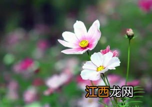 格桑花开原唱 你要去听听吗