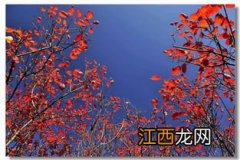 霜叶红于二月花是什么季节的? 霜叶红于二月花的意思