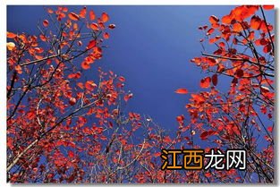 霜叶红于二月花是什么季节的? 霜叶红于二月花的意思