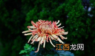 黄花岗菊花展在哪里 欢迎大家前往参观!