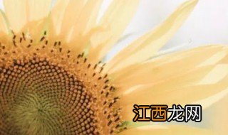 东湖向日葵在哪里 东湖绿道向日葵盛放