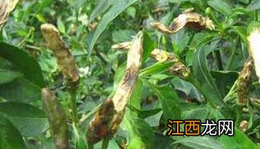 辣椒炭疽病的防治措施 辣椒炭疽病的症状及防治方法