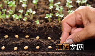 沈阳的种植条件有哪些 沈阳适合种什么