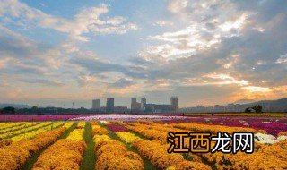 菊花博览园攻略 菊花博览园自驾游游玩攻略详解