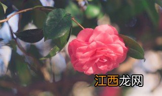 冬季什么花卉可以栽植 农村冬天种植花卉有哪些