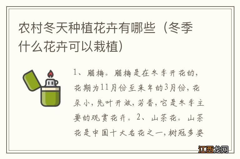 冬季什么花卉可以栽植 农村冬天种植花卉有哪些