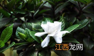 成都冬天室外适合养的植物 成都冬天适合养哪些花卉