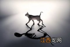 薛定谔的猫原理是什么 薛定谔的猫是什么意思