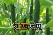 白米醋可以洗脸吗 白米醋洗脸有什么好处