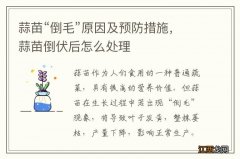 蒜苗“倒毛”原因及预防措施，蒜苗倒伏后怎么处理