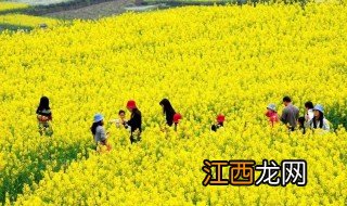 顺义兴农天力农业园要门票吗 顺义醉美油菜花