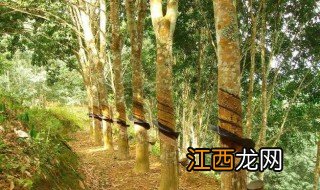 种植橡胶树要哪些条件呢 种植橡胶树要哪些条件