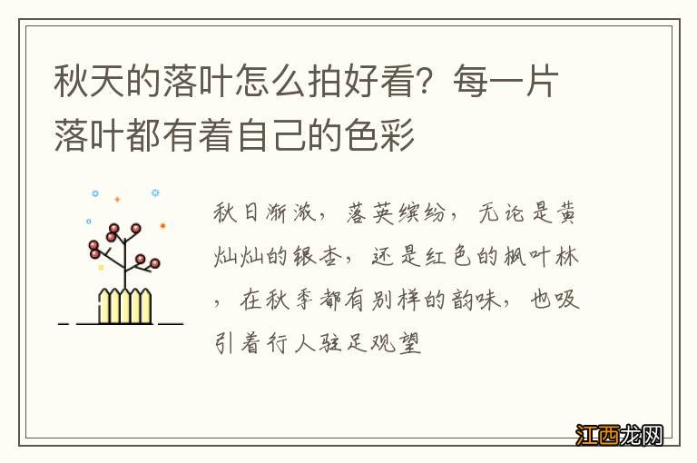 秋天的落叶怎么拍好看？每一片落叶都有着自己的色彩