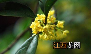 桂花的功效与作用及禁忌 桂花的功效与作用及禁忌有哪些