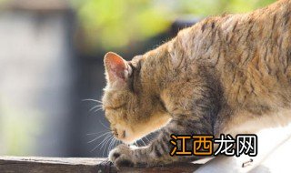 被猫抓了一下轻微破皮要打针吗 被猫抓了一下轻微破皮需要打针吗