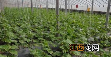 除草神器制作 除草神器的作用是什么？