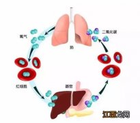 血红蛋白输送氧气的机制是什么 血红蛋白为什么能运输氧气