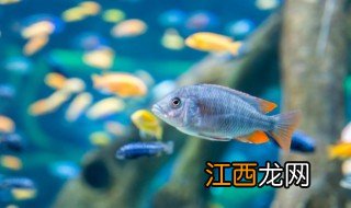 冬天金鱼养殖注意什么，冬天金鱼养殖注意什么食物