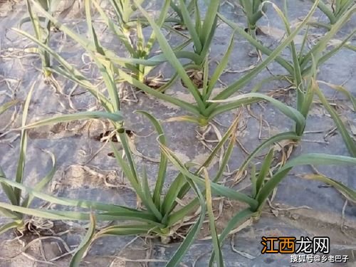 大蒜返青水啥时浇最好 浇返青水要注意什么