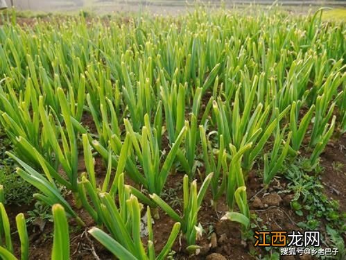 大蒜返青水啥时浇最好 浇返青水要注意什么