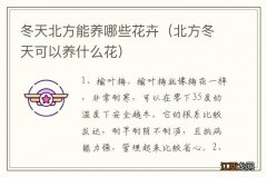 北方冬天可以养什么花 冬天北方能养哪些花卉