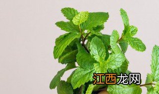 冬天适合哪些花卉浇水呢 花卉冬天什么时候浇水好