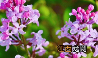 冬天可以养哪些花卉植物图片 冬天可以养哪些花卉植物